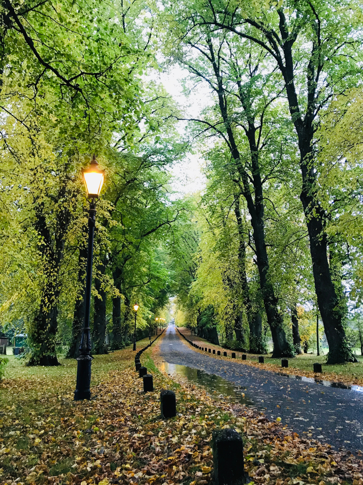 Common Lime Avenue, Huntly Castle